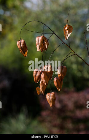 Il seme di pods di un orgoglio dell India tree (Koelreuteria paniculata) Foto Stock
