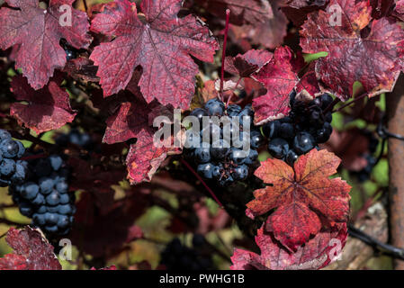 Teinturier vitigno (Vitis vinifera " Purpurea' ) Foto Stock