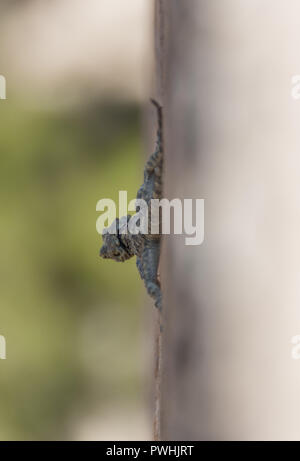 A pochi chilometri di distanza dalla frontiera siriana, Urfa è una città multietnica e la casa anche di una varietà di fauna selvatica che include molti serpenti e lucertole Foto Stock