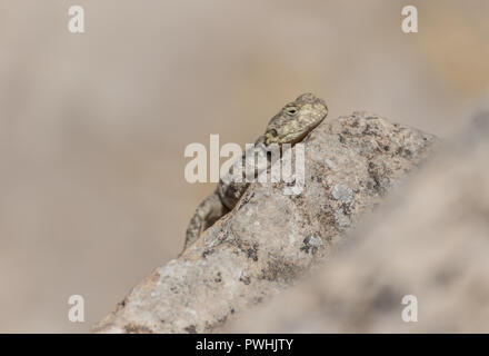 A pochi chilometri di distanza dalla frontiera siriana, Urfa è una città multietnica e la casa anche di una varietà di fauna selvatica che include molti serpenti e lucertole Foto Stock