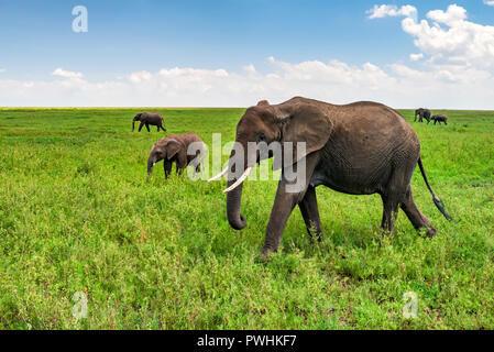 Gli elefanti africani o Loxodonta cyclotis nella natura Foto Stock