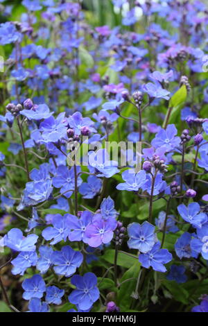 Navelwort. Fioritura di Omphalodes Cappadocica 'Cherry Ingram' in un giardino inglese in primavera, Regno Unito Foto Stock