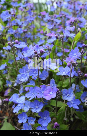 Fioriture di Omphalodes cappadocica 'Cherry Ingram' in un giardino inglese in primavera, REGNO UNITO Foto Stock