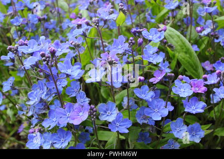 Fioriture di Omphalodes cappadocica 'Cherry Ingram' in un giardino inglese in primavera, REGNO UNITO Foto Stock