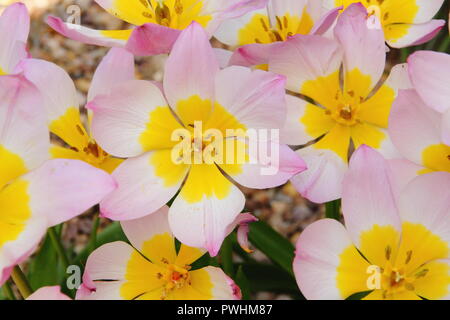 Tulipa saxatilis bakeri (Gruppo) 'Lilac Wonder'. Lilac wonder tulip fiori in un giardino di primavera REGNO UNITO Foto Stock