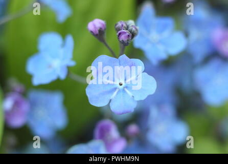 Fioriture di Omphalodes cappadocica 'Cherry Ingram' in un giardino inglese in primavera, REGNO UNITO Foto Stock