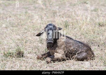 Blue Gnu (Connochaetes taurinus) new born baby di vitello, ancora bagnato sdraiato sulla savana, guardando la telecamera, Ngorongoro Conservation Area, Tanzani Foto Stock