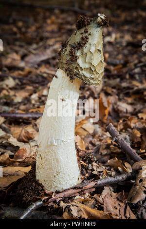 I funghi selvatici Phallus impudicus (Common Stinkhorn) cresce tra figliata di foglia. Noto per la sua forma fallica e puzza di marciume carne. Foto Stock