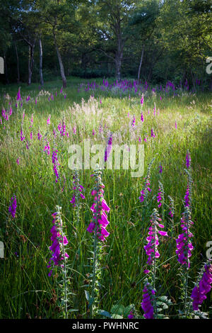 Foxgloves selvatici che crescono in un bosco inglese Foto Stock