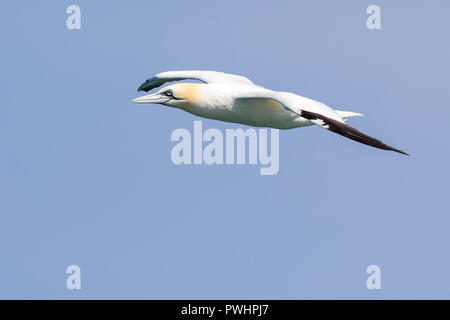 Close-up, vista laterale del Nord gannett (Morus bassanus) in volo, ali distese, volare alto contro il cielo azzurro sfondo, voce sinistra. Foto Stock