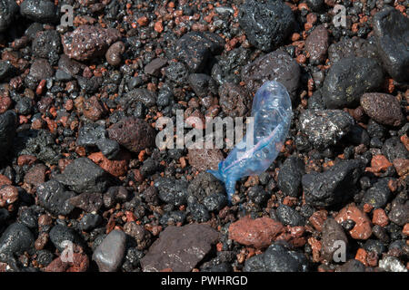 Blu-viola jelly fish Physalia Physalis sulla spiaggia coperta da pietre dopo la marea alta. Isola di Sao Miguel, isole Azzorre, Portogallo. Foto Stock