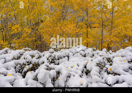 Inizio nevicata e aspen tres con la caduta delle foglie, Pavilion Lago, British Columbia, Canada Foto Stock