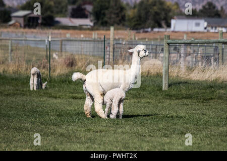 Una madre alpaca alleva i due giorni di età bambino su un tardo pomeriggio d'autunno. Foto Stock