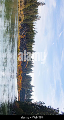 Un astragalo pendenza dà modo di bright caduta delle foglie sulla banca del fiume Deschutes in Oregon. Foto Stock