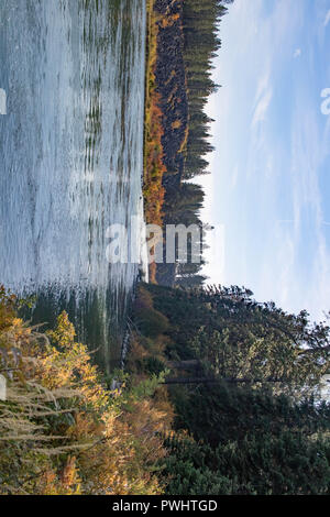 Un astragalo pendenza dà modo di bright caduta delle foglie sulla banca del fiume Deschutes in Oregon. Foto Stock