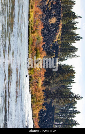 Un astragalo pendenza dà modo di bright caduta delle foglie sulla banca del fiume Deschutes in Oregon. Foto Stock