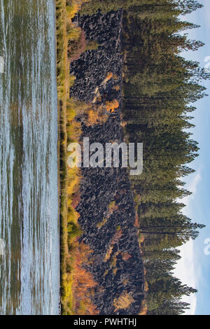 Un astragalo pendenza dà modo di bright caduta delle foglie sulla banca del fiume Deschutes in Oregon. Foto Stock