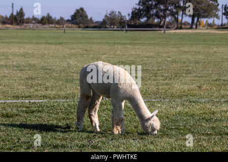Alpaca in un ranch, tardo autunno Foto Stock