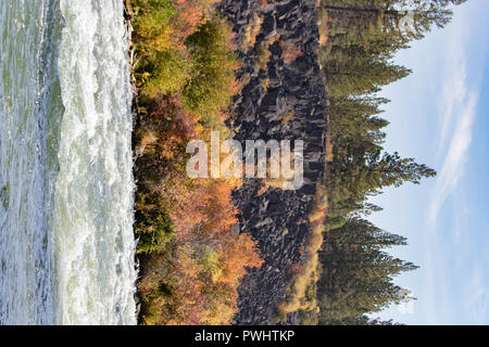 Un astragalo pendenza dà modo di bright caduta delle foglie sulla banca del fiume Deschutes in Oregon. Foto Stock