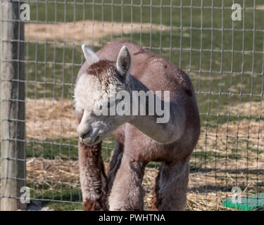 Un giovane alpaca si crogiola al sole in un ranch nel deserto ad alta del centro di Oregon. Foto Stock