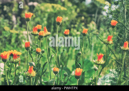 Arancio fiori di tagete su uno sfondo naturale Foto Stock