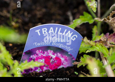 La verbena del tallonamento Twister Borgogna etichetta di fiori Foto Stock