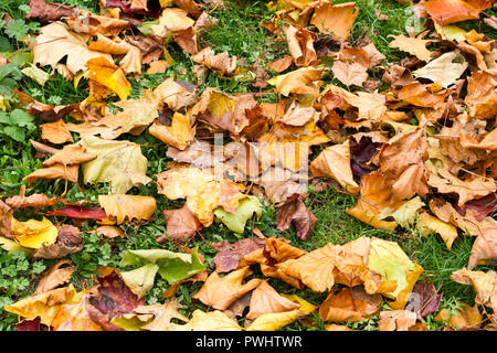 Foglie di autunno sul terreno in ottobre, Dorset, Regno Unito Foto Stock