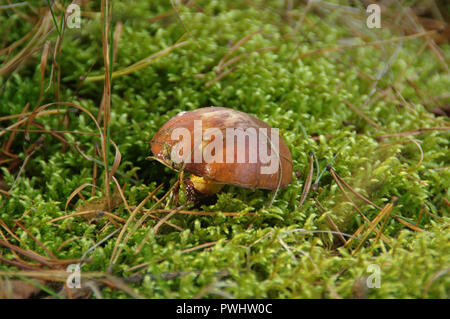 Jack scivolose funghi (suillus) in ambiente naturale. Funghi commestibili sul verde muschio. Foto Stock