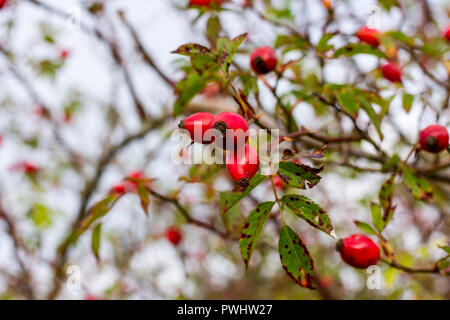 Cinorrodi di Rosa canina (Rosa canina) arbusto, closeup in autunno, Dorset, Regno Unito Foto Stock