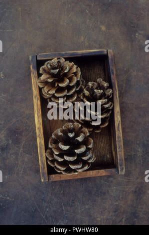 Tre pigne di pino silvestre o Pinus sylvestris giacente su una scatola di legno Foto Stock