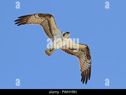 Un osprey rapace soaring contro un cielo blu Foto Stock