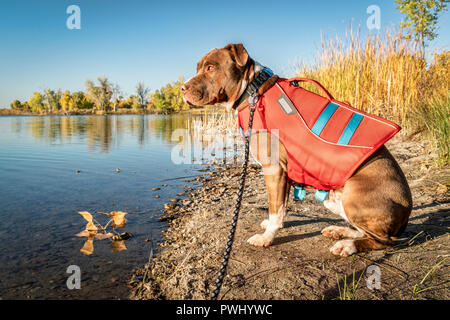 Giovani pit bull terrier cane nel giubbotto di salvataggio sulla riva del lago, scenario autunnale Foto Stock