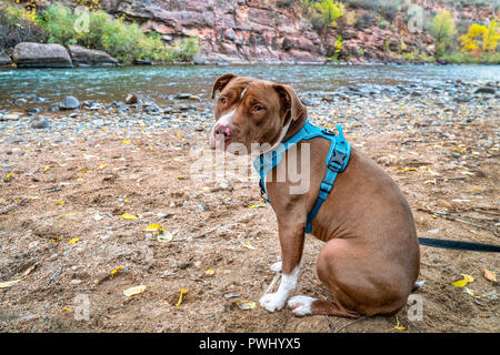 Giovani pit bull terrier cane in assenza di tirare il sistema di cavi sulla riva del fiume Foto Stock