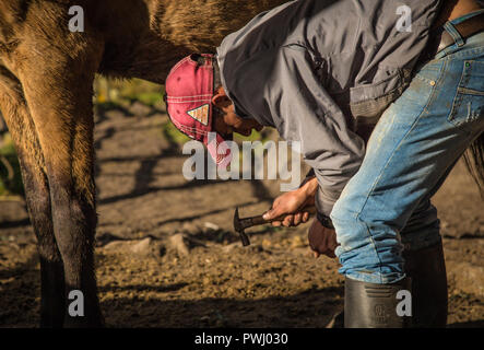 Fabbro al lavoro, forgiatura a caldo cavallo, a ferro di cavallo, zoccoli. Horse avente un pattino metallico montato. Fissare un ferro di cavallo su uno zoccolo di cavallo Foto Stock