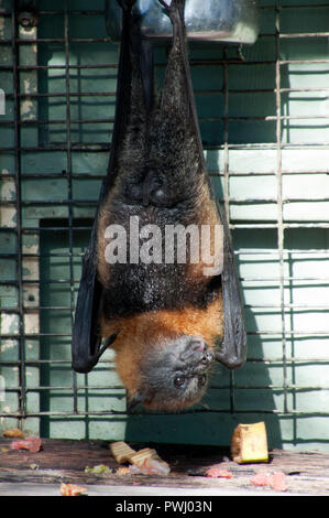 Albany Australia, flying fox in cattività appeso a piedi dalla ciotola di cibo Foto Stock