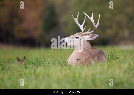 White-tailed deer buck in autunno Foto Stock