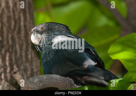 Femmina rosso-tailed Black Cockatoo mastica su una spiaggia di mandorla che detiene nel suo piede come lei esegue la scansione del fogliame circostante per pericolo. Foto Stock