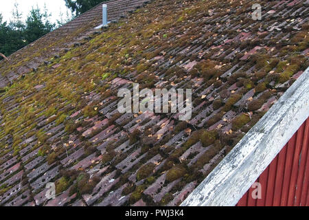 Moss su tegole del tetto Foto Stock