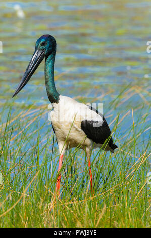 Immagine dei comportamenti di caccia naturali della cicogna australiana, della cicogna nera o dell'australiano Jabiru che si stagionano attraverso gli habitat delle zone umide. Foto Stock