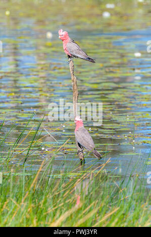 Una coniugata coppia di Galahs scansione con cautela le circostanti acque della laguna prima di essi il coraggio di estinzione a rischio la loro sete. Foto Stock