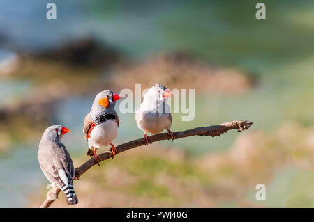 Contemplando una bevanda un maschio e due femmine Zebra Finches warily semaforico su un fiume. Foto Stock
