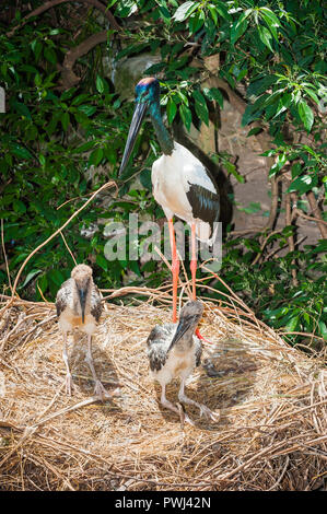 Immagini dei comportamenti naturali della Australian zone umide wader, l'Australasian Stork, nero-collo Cicogna o, in Australia il Jabiru Aeroporto. Foto Stock