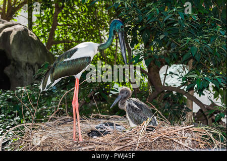 Immagini dei comportamenti naturali della Australian zone umide wader, l'Australasian Stork, nero-collo Cicogna o, in Australia il Jabiru Aeroporto. Foto Stock