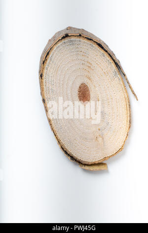 Struttura in legno fetta con gli anelli annuali e texture isolato su bianco. Sfondo circolare con un organico di sentire. Foto Stock