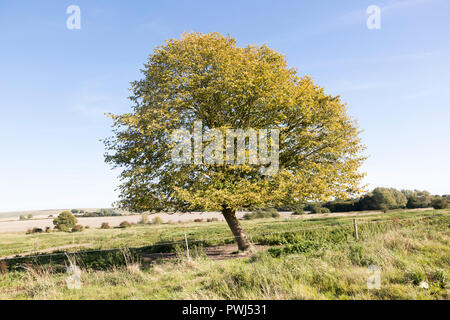 Piccolo leafed lime tree, Tilia cordata, in foglie di autunno, Richardson deserta villaggio medievale, Berwick Bassett, Wiltshire, Inghilterra, Regno Unito Foto Stock