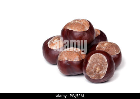 Un mucchio di castagne, conkers isolati su sfondo bianco, primo piano Foto Stock