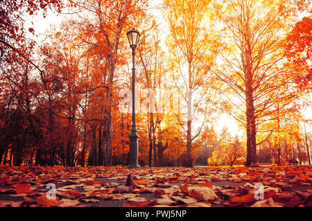 In autunno il paesaggio della città. In autunno gli alberi in autunno soleggiata park illuminato dal sole e caduto foglie di acero in primo piano. Autunno city park scena Foto Stock