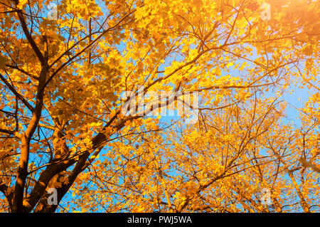 In autunno gli alberi - arancione autunno cime di alberi contro il cielo blu. Autunno natur vista di alberi d'autunno nella giornata di sole Foto Stock