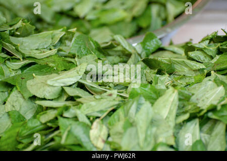 Mulukhiyah Leafs essiccazione al sole. Mulukhiyah sono le foglie di Corchorus olitorius comunemente noto come il mondo arabo 's malva, Nalta iuta, o tossa iuta.MI Foto Stock