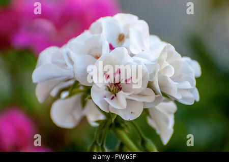 Bianco fiori di geranio. Una rosa speck in centro Foto Stock